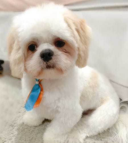 lhasa-apso-dog