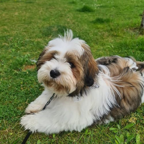 lhasa-apso-dog