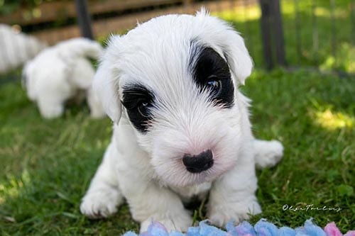 sealyham-terrier-white-dog-breeds