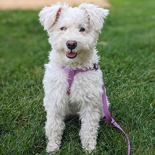 white-miniature-schnauzer