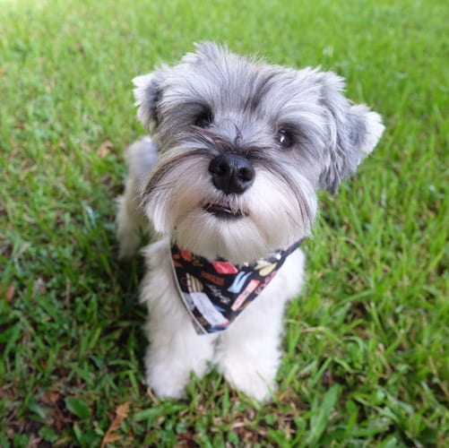 schnauzer-wire-haired-dog-breeds