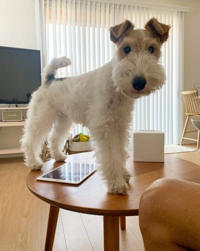 wire-fox-terrier-wire-haired-dog-breeds