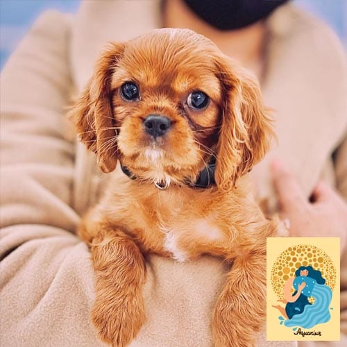 aquarius-cavalier-king-charles-spaniel