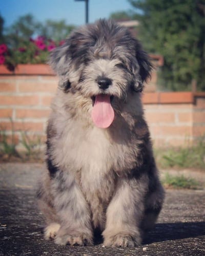 Top 12 Small Guard Dogs 12 bergamasco-shepherd-small-guard-dogs