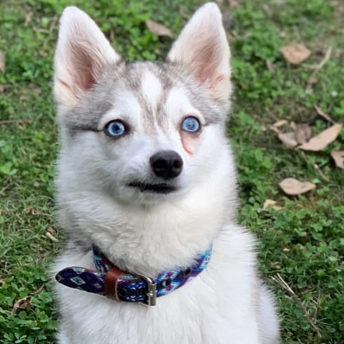 blue-eyes-alaska-klee-kai