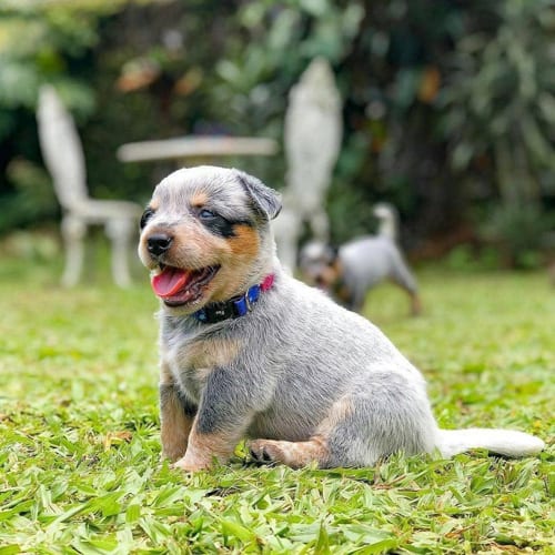 blue-eyes-australian-cattle-dog