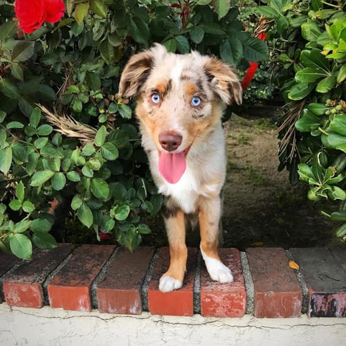 blue-eyes-australian-shepherd