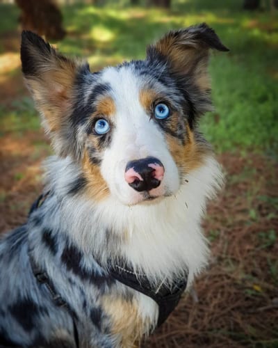 blue-eyes-border-collie