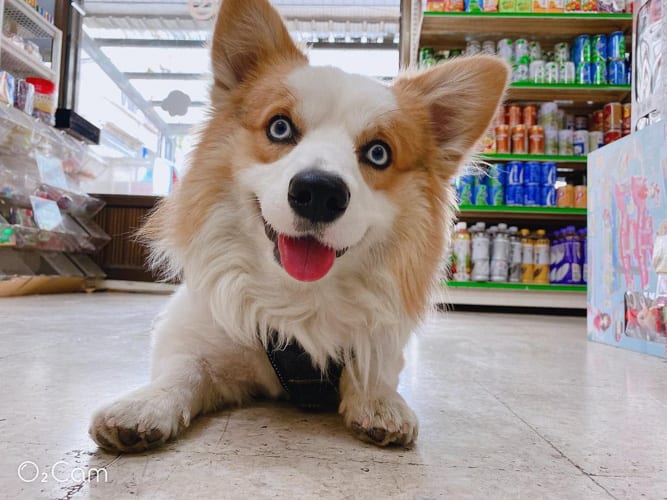 blue-eyes-cardigan-welsh-corgi