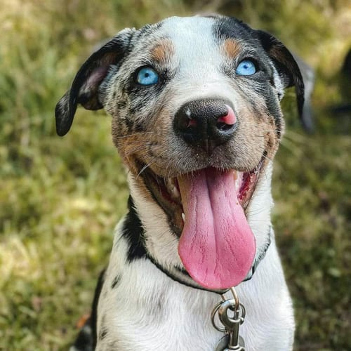 blue-eyes-catahoula-leopard-dog