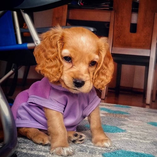 blue-eyes-cocker-spaniel