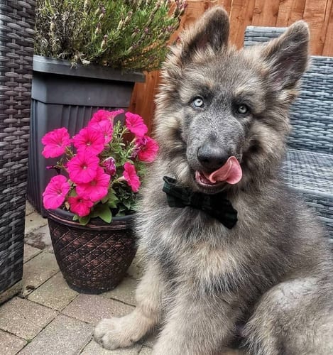 blue-eyes-german-shepherd