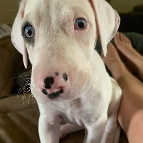 blue-eyes-great-dane