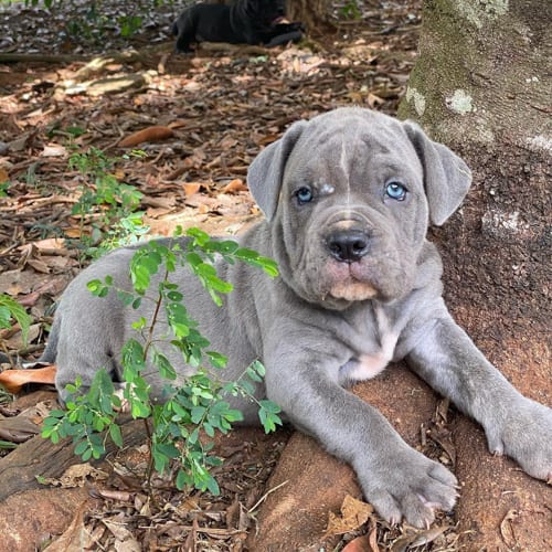 blue-eyes-neapolitan-mastiff