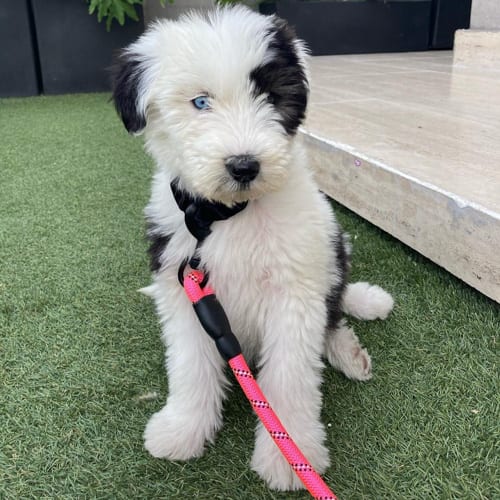 blue-eyes-old-english-sheepdog