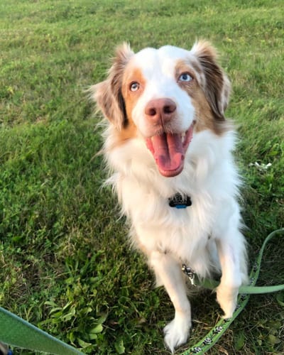 blue-eyes-shetland-sheepdog