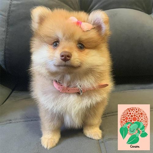 cancer-pomeranian