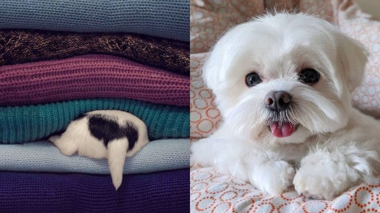 What a Dog's Tail Tells You 1 dog-tails-tells-you