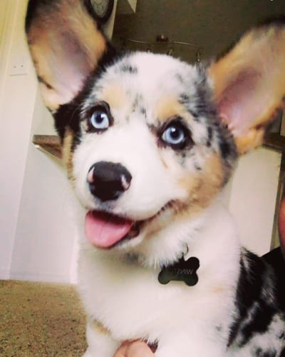 dogs-with-green-eyes-corgi