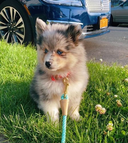 dogs-with-green-eyes-pomeranian-husky