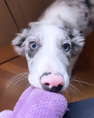 dogs-with-green-eyes