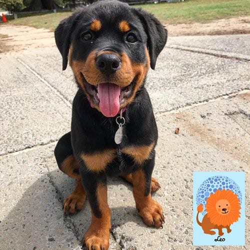 leo-rottweiler