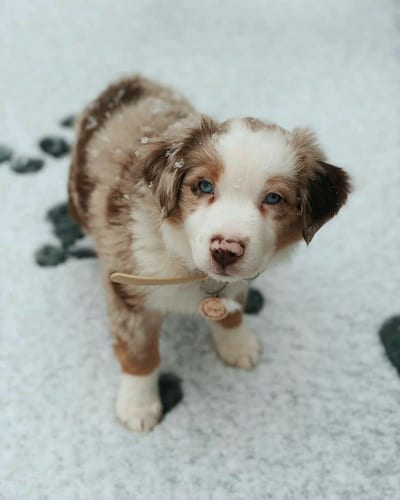 Mini Australian Shepherd | 14 Amazing Facts About Mini Aussie 1