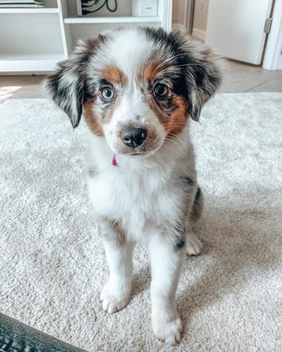 mini-australian-shepherd-dog