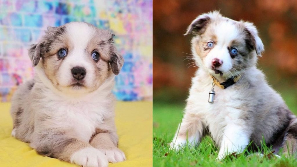 mini-australian-shepherd-dog