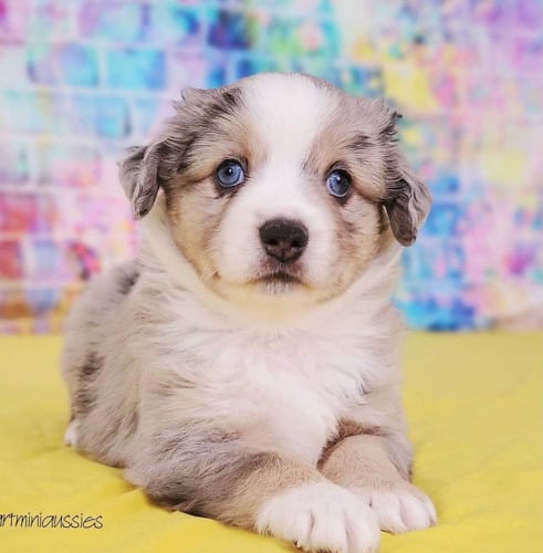 mini-australian-shepherd-dog