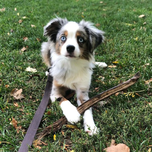 mini-australian-shepherd-dog