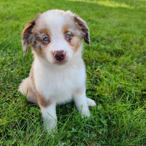 mini-australian-shepherd-dog