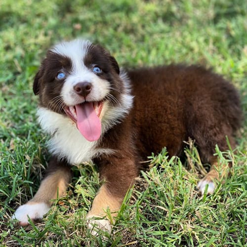 mini-australian-shepherd-dog