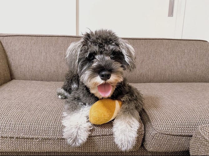 miniature-schnauzer-small-guard-dogs