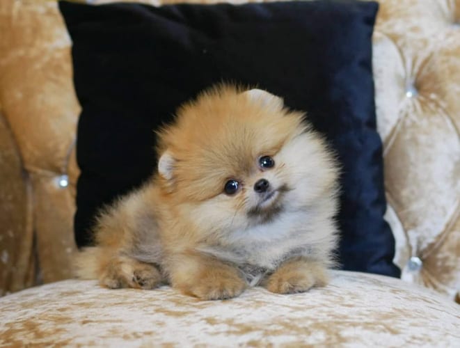 pomeranian-dog-colors