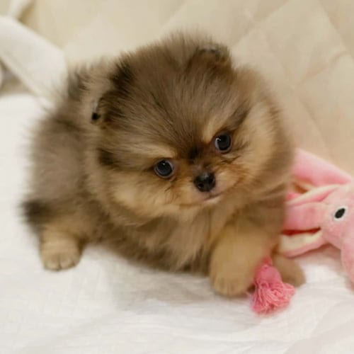 pomeranian-dog-colors