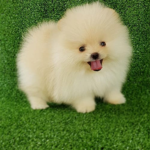 pomeranian-dog-colors