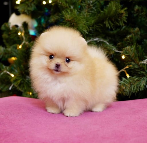 pomeranian-dog-colors