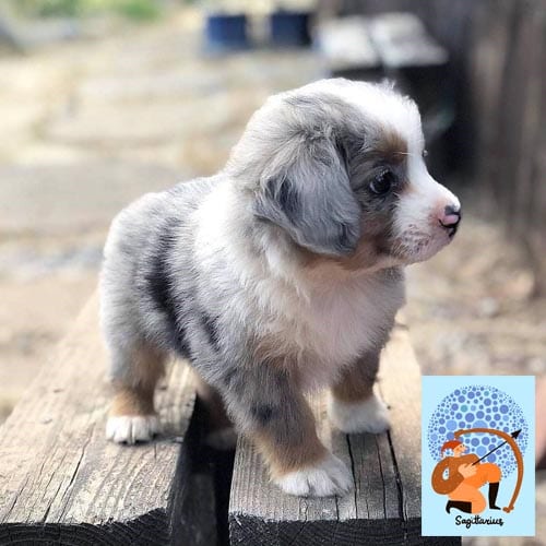 sagittarius-australian-shepherd