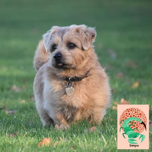 scorpio-norfolk-terrier