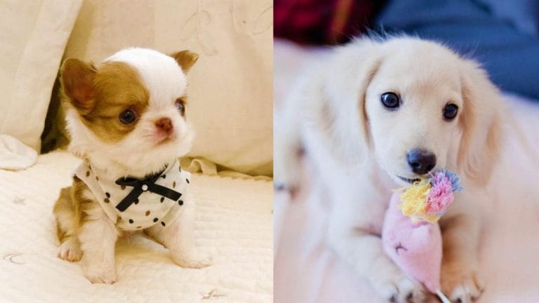 Top 12 Small Guard Dogs 1 small-guard-dogs