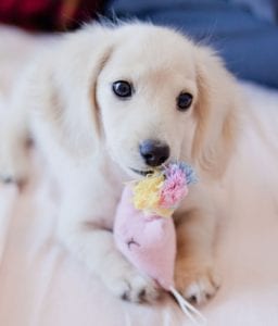 small-guard-dogs-dachshund