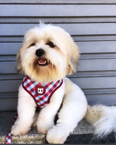 Top 12 Small Guard Dogs 6 small-guard-dogs-lhasa-apso