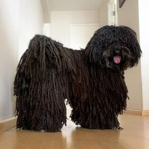 Top 12 Small Guard Dogs 4 small-guard-dogs-puli