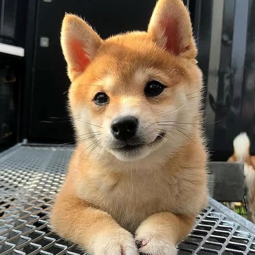 small-guard-dogs-shiba-inu