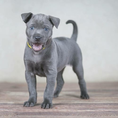 Top 12 Small Guard Dogs 7 small-guard-dogs-thai-ridgeback