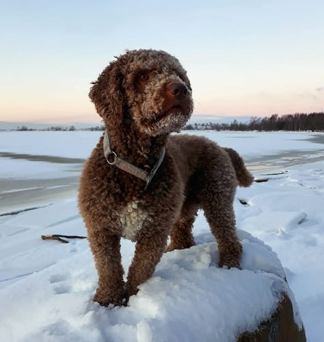 Top 12 Small Guard Dogs 8 spanish-waterdog-small-guard-dogs