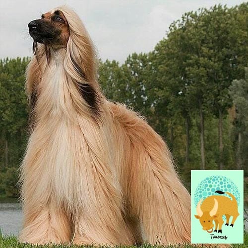 taurus-afghan-hound