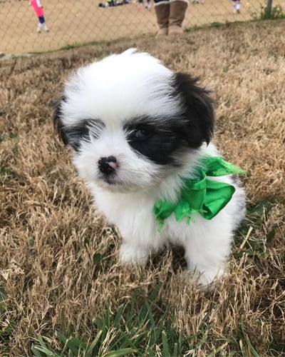 auss-tzu-shih-tzu-mix