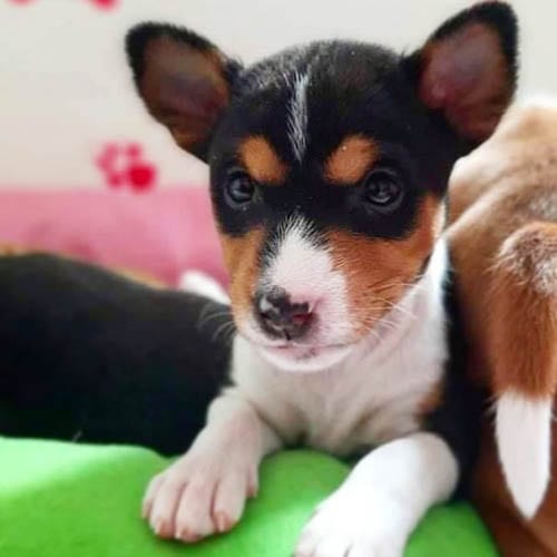 basenji-dogs-for-aprtment